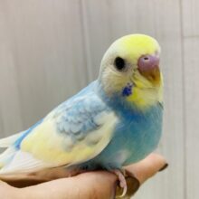 最新画像有ります❗️ふわふわコットン🩵セキセイインコのパステルレインボーパイド🌈