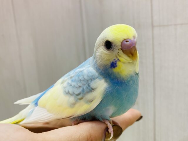 最新画像有ります❗️ふわふわコットン🩵セキセイインコのパステルレインボーパイド🌈