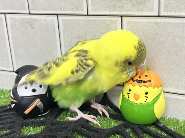 セキセイインコ