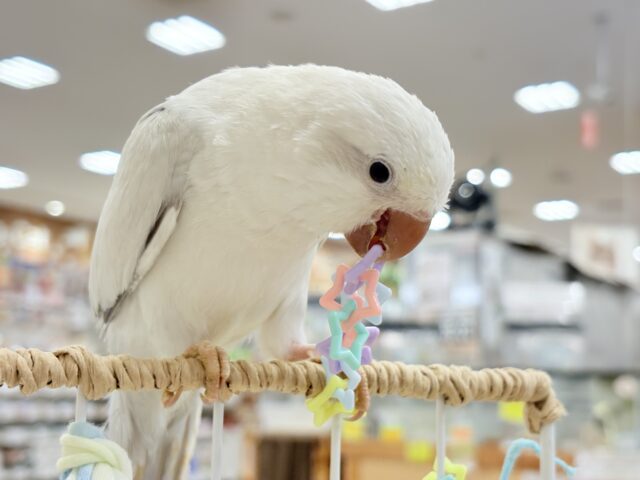 オキナインコ