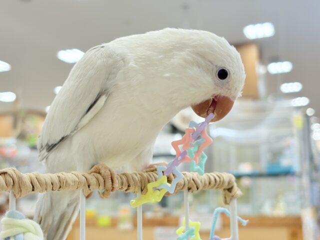 オキナインコ