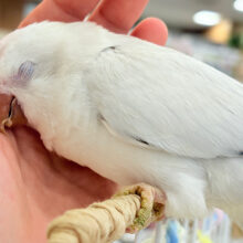 【最新画像更新🪄ひとり餌になりました‪☆】慎重派だけど甘ったれ〜🧚‍♀️💖オキナインコ(コバルトパリドオパーリン) ヒナ