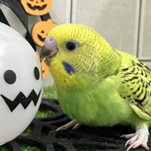 ✨最新画像✨木漏れ日サンサン☀️⟡.·小さき若葉🌱❕セキセイインコ(グリーンオパーリン/2025年8月下旬生まれ)