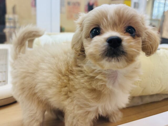ペキプー