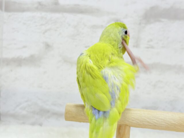 【動画更新🪄】おっとりライムちゃん🐥🍋🟩マメルリハ(アメリカンイエロー)男の子 マメルリハ