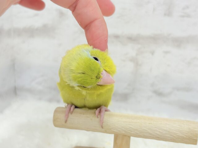 【動画更新🪄】おっとりライムちゃん🐥🍋🟩マメルリハ(アメリカンイエロー)男の子 マメルリハ
