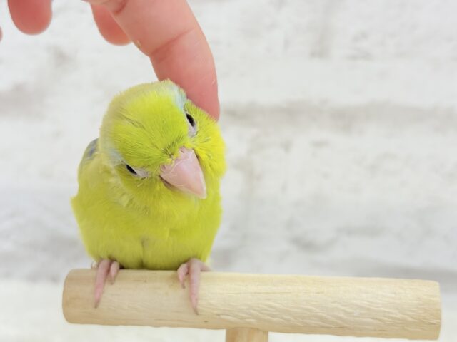 【動画更新🪄】おっとりライムちゃん🐥🍋🟩マメルリハ(アメリカンイエロー)男の子 マメルリハ