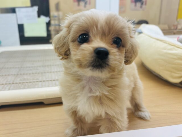 ペキプー