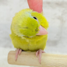 【最新画像更新🪄】おっとりライムちゃん🐥🍋‍🟩マメルリハ(アメリカンイエロー)男の子