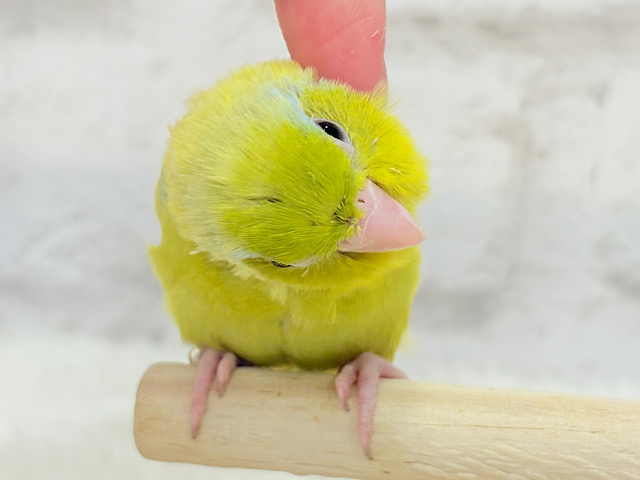 【動画更新🪄】おっとりライムちゃん🐥🍋🟩マメルリハ(アメリカンイエロー)男の子 【動画更新🪄】おっとりライムちゃん🐥🍋🟩マメルリハ(アメリカンイエロー)男の子