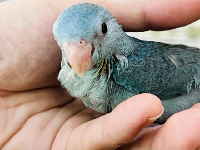 マメルリハ