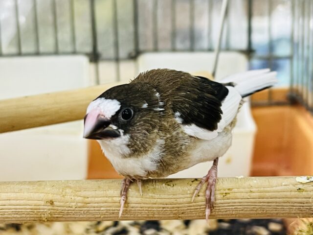 10/9更新☆渋皮可愛い♡ミーミー十姉妹です！