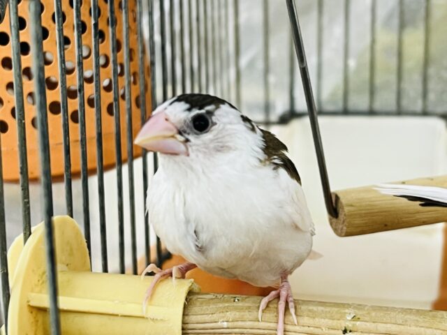 十姉妹（ジュウシマツ）