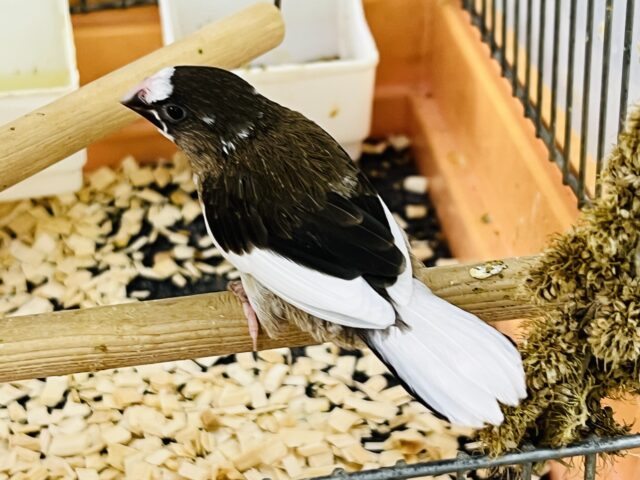 十姉妹（ジュウシマツ）