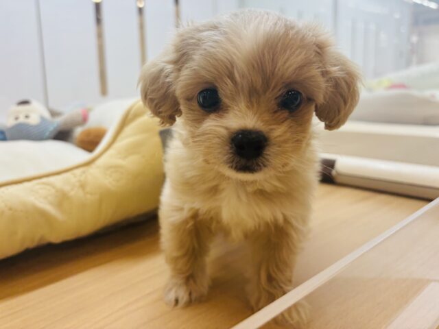 ペキプー
