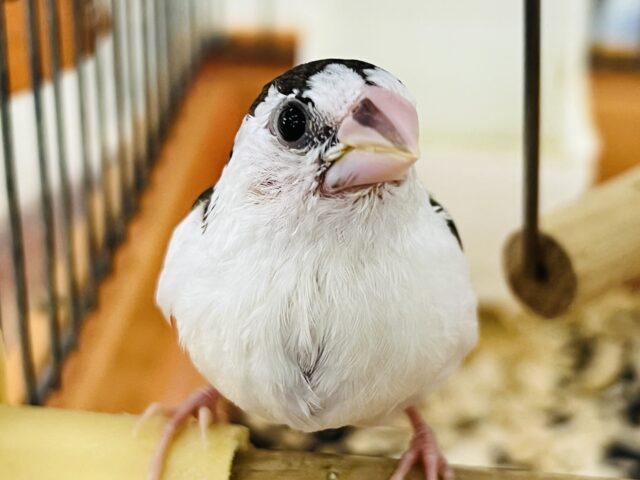 10/9更新☆白い生クリーム多めで♩十姉妹♡ 10/9更新☆白い生クリーム多めで♩十姉妹♡