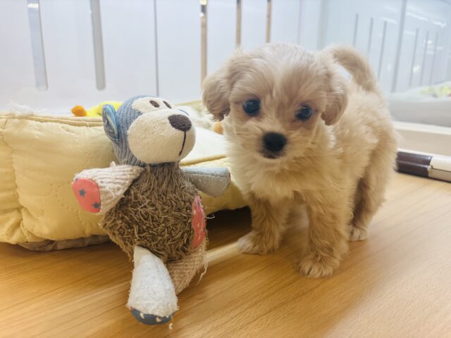 ペキプー