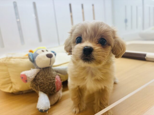 ペキプー