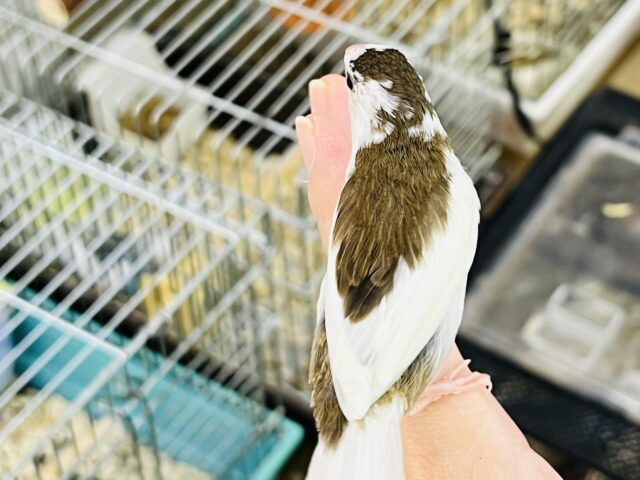 十姉妹（ジュウシマツ）