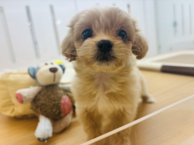ペキプー