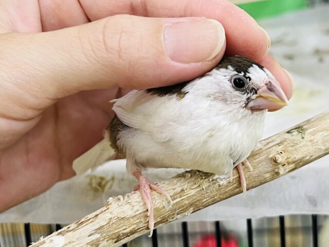 10/9更新☆白い生クリーム多めで♩十姉妹♡ 十姉妹(ジュウシマツ)