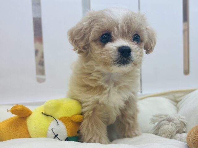 ペキプー