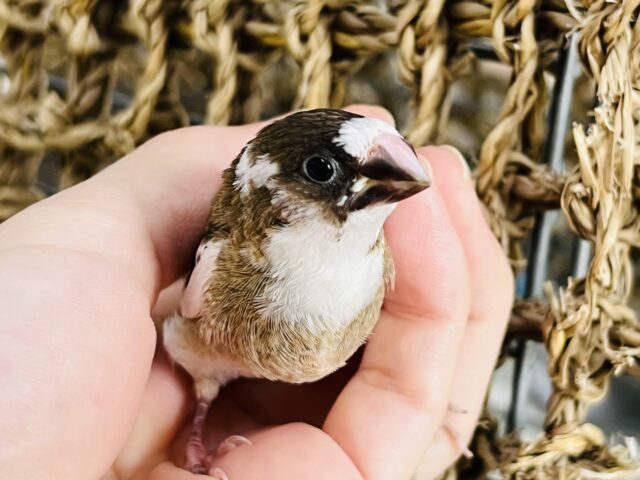 十姉妹（ジュウシマツ）