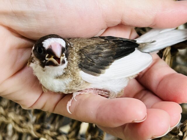 十姉妹（ジュウシマツ）