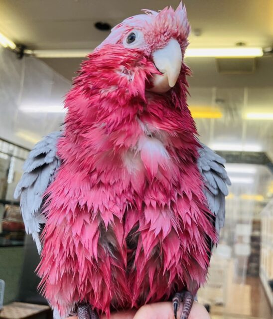 モモイロインコ