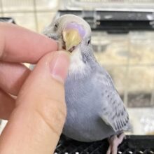 ✨最新画像✨アッシュが輝く✨️🩶シックSmile💯◎セキセイインコ(グレースパングル/2025年8月下旬生まれ)