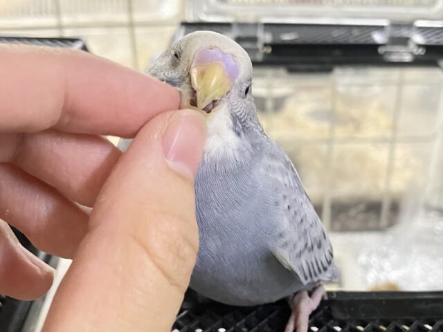 ✨最新画像✨アッシュが輝く✨️🩶シックSmile💯◎セキセイインコ(グレースパングル/2025年8月下旬生まれ)