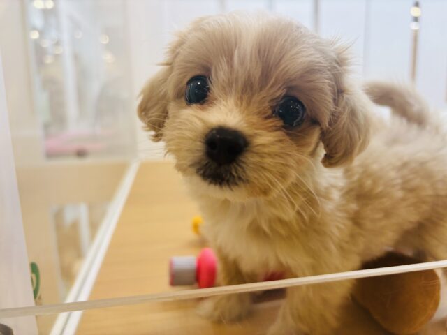 ペキプー
