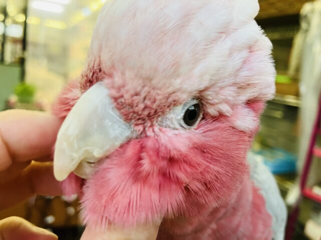 モモイロインコ