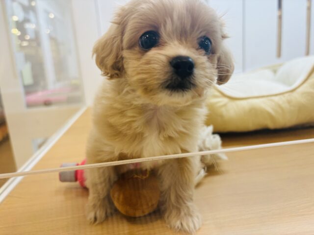 ペキプー