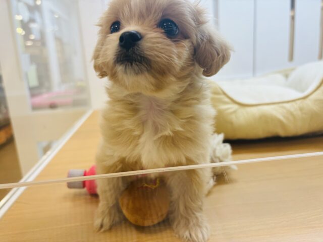 ペキプー