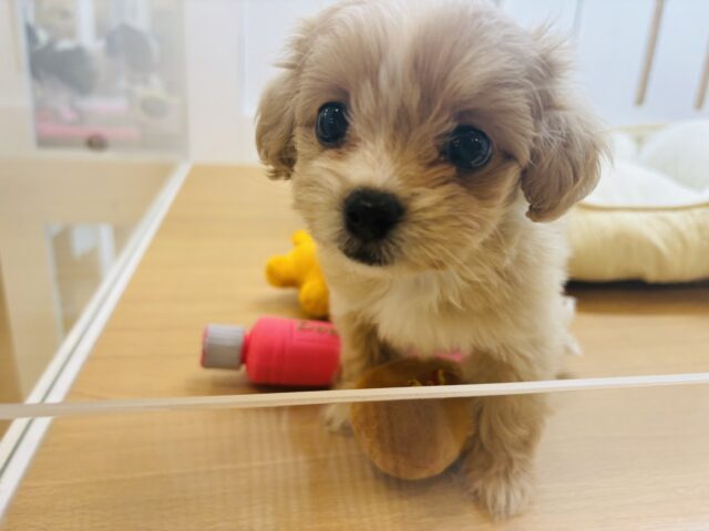 ペキプー