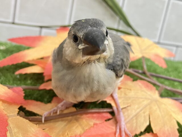 ✨最新画像✨おちりの扇子でどこまでも〜🪽✧*。 桜文鳥 桜文鳥