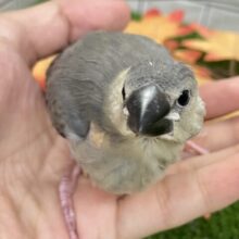 ✨最新画像✨おちりの扇子でどこまでも〜🪽✧*｡　桜文鳥