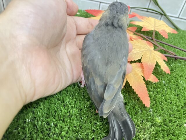 ✨最新画像✨おちりの扇子でどこまでも〜🪽✧*。 桜文鳥 桜文鳥