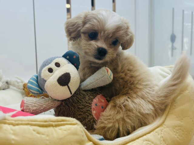 ペキプー