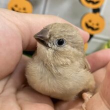 ✨最新画像✨ぺいぺいず💕𝐦𝐢𝐥𝐤 𝐭𝐞𝐚カラー担当🧋💭キンカチョウ(2025年9月生まれ)