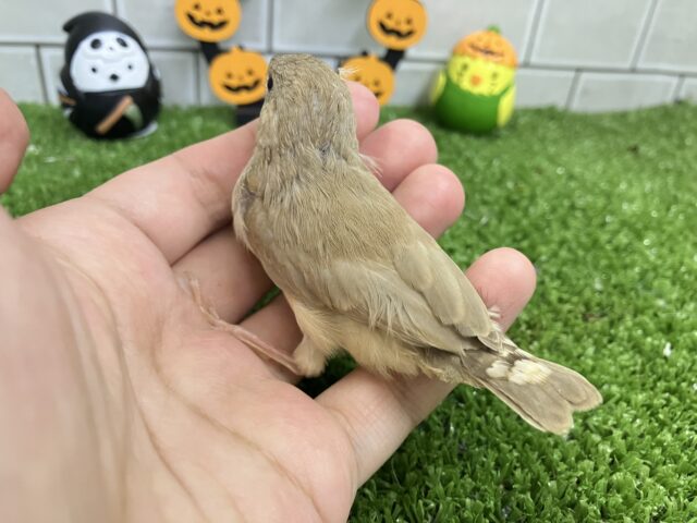 ✨最新画像✨ぺいぺいず💕𝐦𝐢𝐥𝐤 𝐭𝐞𝐚カラー担当🧋💭キンカチョウ(2025年9月生まれ) 錦花鳥(キンカチョウ)