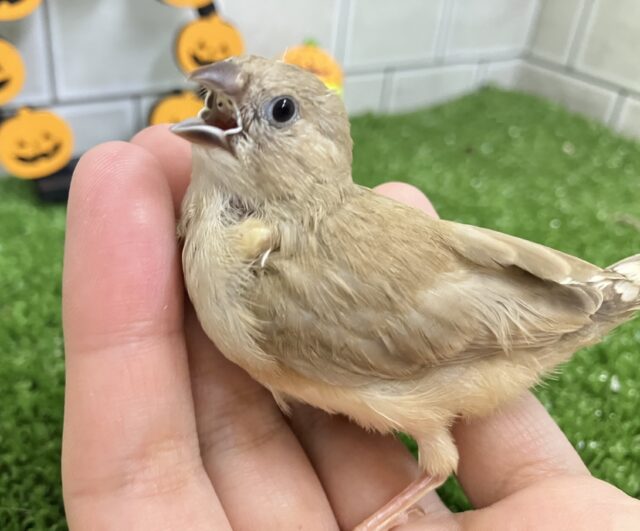 ✨最新画像✨ぺいぺいず💕𝐦𝐢𝐥𝐤 𝐭𝐞𝐚カラー担当🧋💭キンカチョウ(2025年9月生まれ) 錦花鳥(キンカチョウ)