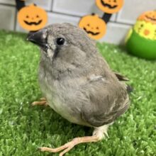 ✨最新画像✨ぺいぺいず💕仮装メイクチュウ❕👁キンカチョウ(ノーマル/2025年9月生まれ)