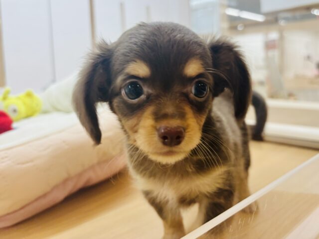 チワックス