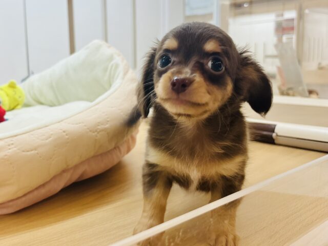 チワックス