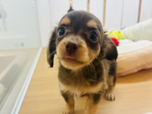 チワックス