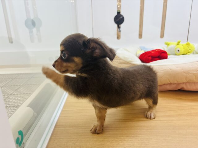 チワックス