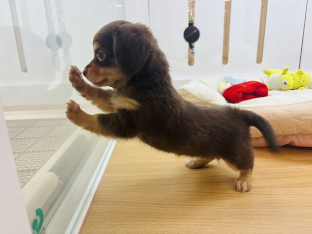 チワックス