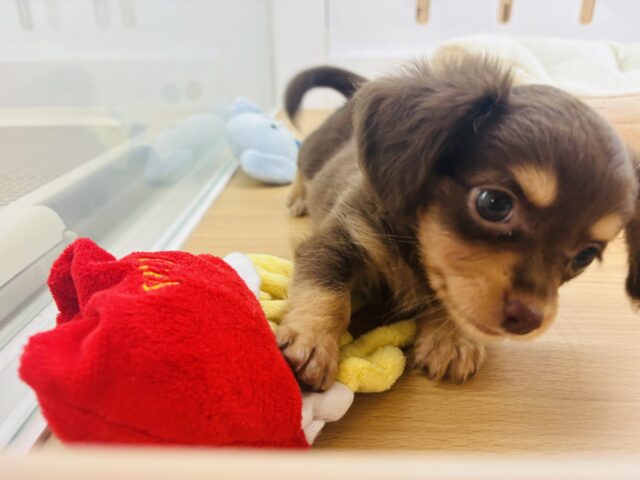 チワックス